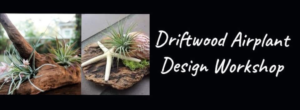 Driftwood Airplant Design Workshop